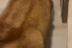 靜雨：科爾把常規(guī)賽的哲學(xué)用到了季后賽 這時(shí)候要硬碰硬打身體的