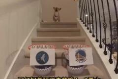 搶七決戰(zhàn)？網(wǎng)紅柯基預(yù)測系列賽走向：森林狼4比3戰(zhàn)勝勇士！