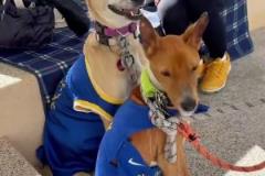 這是什么戰(zhàn)術(shù)？森林狼球迷給狗狗穿上了庫(kù)里球衣